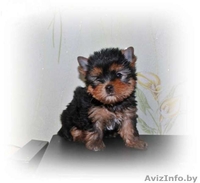 ОБАЛДЕННЫЕ щенки йоркширского терьера В ОРШЕ!Кукольные МАЛЫШИ! - Изображение #2, Объявление #1198509