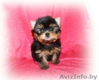 ОБАЛДЕННЫЕ щенки йоркширского терьера В ОРШЕ!Кукольные МАЛЫШИ! - Изображение #3, Объявление #1198509