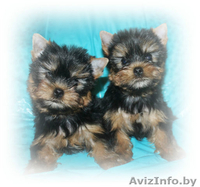 высокопородные щенки ЙОРКШИРСКОГО ТЕРЬЕРА В ОРШЕ для вас! - Изображение #5, Объявление #682833