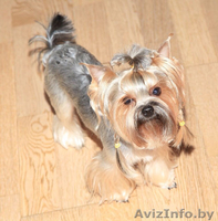 Вязка!Обалденной красоты кобель йоркширский терьер приглашает йорочек! - Изображение #2, Объявление #1198508