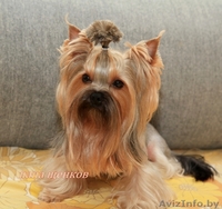 Вязка!Обалденной красоты кобель йоркширский терьер приглашает йорочек! - Изображение #1, Объявление #1198508