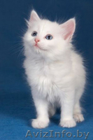 Котята-красавцы - Изображение #1, Объявление #1299296