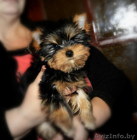  щеночки йоркширского терьера - Изображение #3, Объявление #1356992