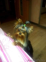 вязка йоркширского терьера в Орше - Изображение #3, Объявление #1356995