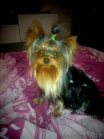 вязка йоркширского терьера в Орше - Изображение #4, Объявление #1356995