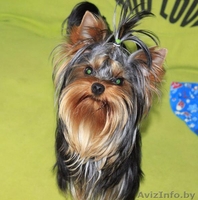 вязка йоркширского терьера в Орше - Изображение #1, Объявление #1356995