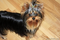 вязка йоркширского терьера в Орше - Изображение #2, Объявление #1356995