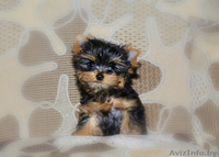  щеночки йоркширского терьера - Изображение #1, Объявление #1356992