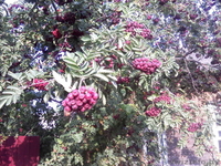 Распродажа саженцов плодово-ягодных из частного питомника - Изображение #4, Объявление #1396243