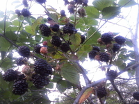 Распродажа саженцов плодово-ягодных из частного питомника - Изображение #1, Объявление #1396243