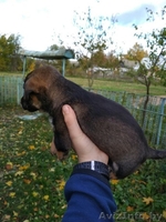 Щенки  - Изображение #3, Объявление #1590229