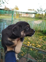 Щенки  - Изображение #5, Объявление #1590229