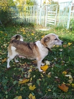 Щенки  - Изображение #7, Объявление #1590229