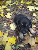 Щенки  - Изображение #6, Объявление #1590229