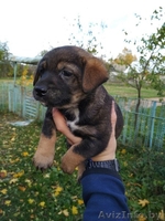 Щенки  - Изображение #2, Объявление #1590229