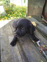 Щенки  - Изображение #4, Объявление #1590229