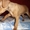 щенок карликового пинчера - Изображение #1, Объявление #186855