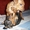 щенок карликового пинчера #186855
