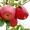Саженцы яблони, саженцы плодовых культур - Изображение #1, Объявление #987253