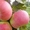 Саженцы яблони, саженцы плодовых культур - Изображение #2, Объявление #987253