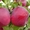 Саженцы яблони, саженцы плодовых культур - Изображение #3, Объявление #987253