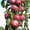 Саженцы яблони, саженцы плодовых культур - Изображение #4, Объявление #987253