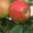 Саженцы яблони, саженцы плодовых культур - Изображение #7, Объявление #987253