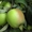 Саженцы яблони, саженцы плодовых культур - Изображение #6, Объявление #987253