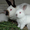 Кролики  самцы-производители, калифорнийцы - Изображение #2, Объявление #1252627