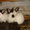 Кролики  самцы-производители,  калифорнийцы #1252627