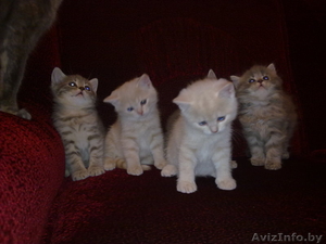 Очаровательные британские котята - Изображение #2, Объявление #260401