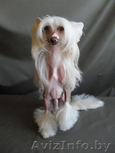 китайская хохлатая собака Вязка