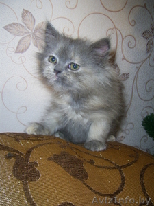 персидская голубая кошечка.