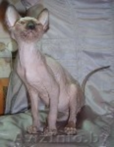 канадскго сфинкса подрощенные кошечки.Срочно!!
