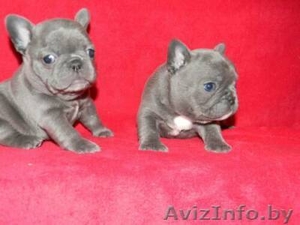 v-Синий французский продаются щенки - Изображение #1, Объявление #900114