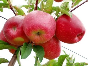 Саженцы яблони, саженцы плодовых культур - Изображение #1, Объявление #987253