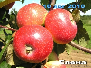 Саженцы яблони, саженцы плодовых культур - Изображение #5, Объявление #987253