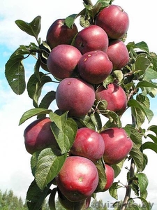 Саженцы яблони, саженцы плодовых культур - Изображение #4, Объявление #987253