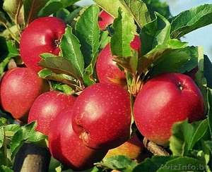 Саженцы яблони, саженцы плодовых культур - Изображение #8, Объявление #987253