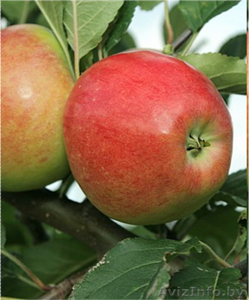 Саженцы яблони, саженцы плодовых культур - Изображение #7, Объявление #987253