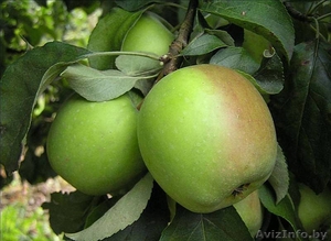 Саженцы яблони, саженцы плодовых культур - Изображение #6, Объявление #987253