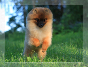 Шпиц померанский щенок Недорого