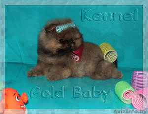 Стрижка йорков и шпицев