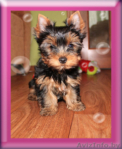 щенки йоркшиского терьера
