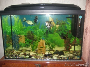 аквариум на 150 литров - Изображение #3, Объявление #1217513