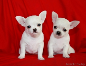 щенки чихуахуа белого окраса