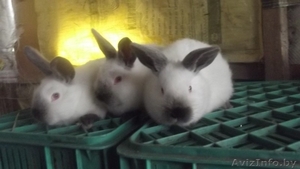 Кролики  самцы-производители, калифорнийцы - Изображение #4, Объявление #1252627