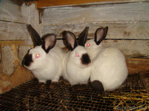 Кролики  самцы-производители, калифорнийцы - Изображение #1, Объявление #1252627