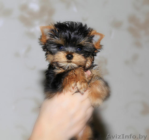 Если Вы ищите настоящего Йорка,  то Вы зашли по адресу