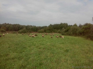 Продам баранов 112 голов живым весом, г.Орша, Витебская область. - Изображение #3, Объявление #1584560